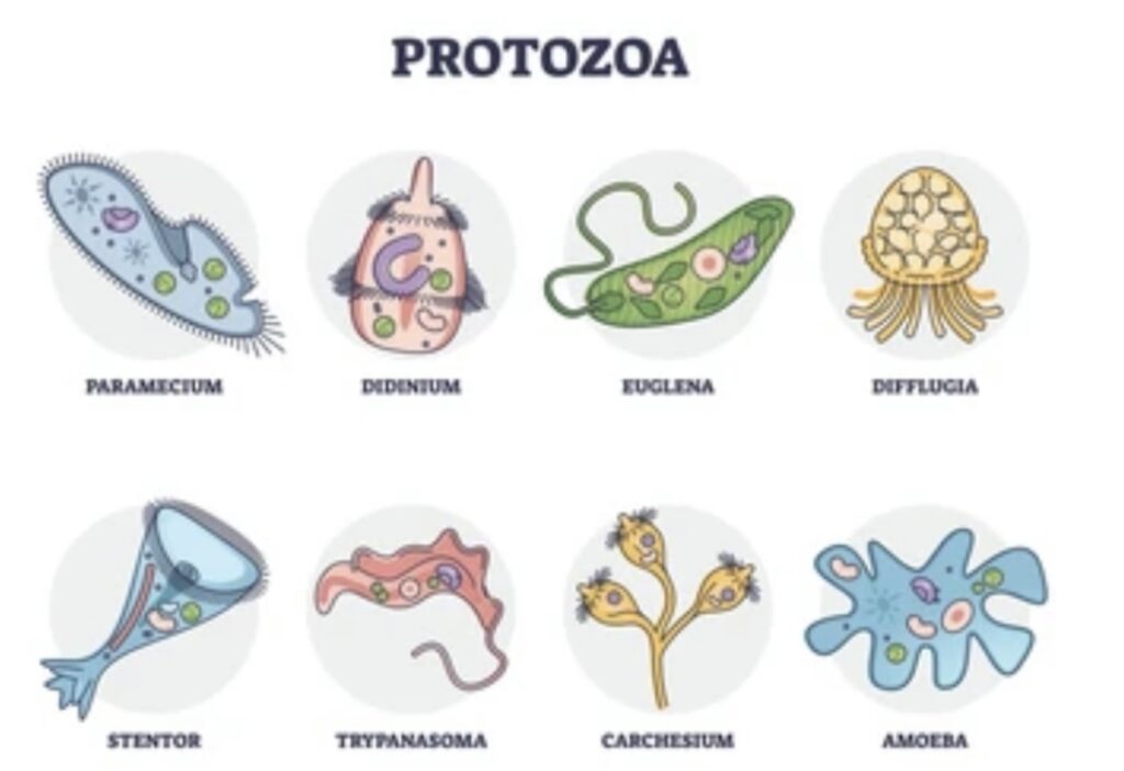 NUTRITION IN PROTOZOA 