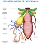 PATTERNS OF FEEDING AND DIGESTION IN ARTHROPODA