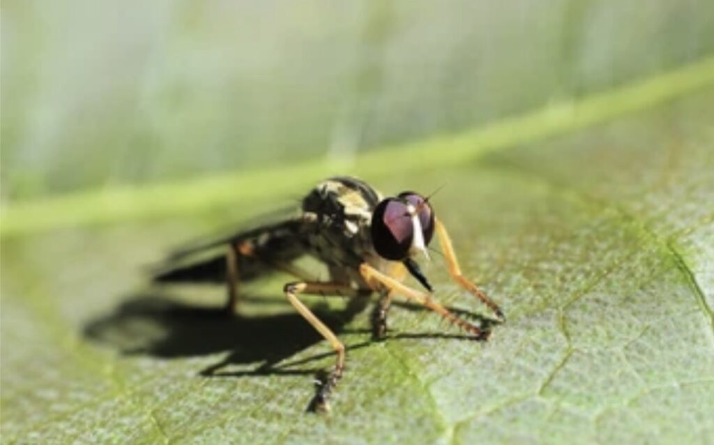 PATTERNS OF FEEDING AND DIGESTION IN ARTHROPODA