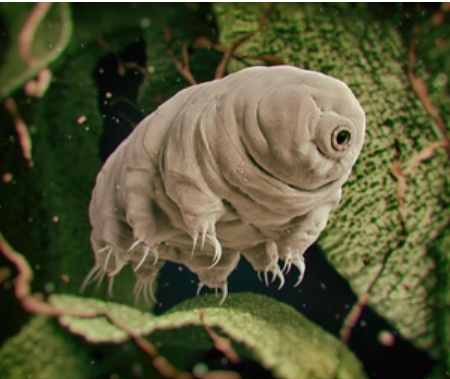 Tardigrades : The Invincible Microscopic Heroes: