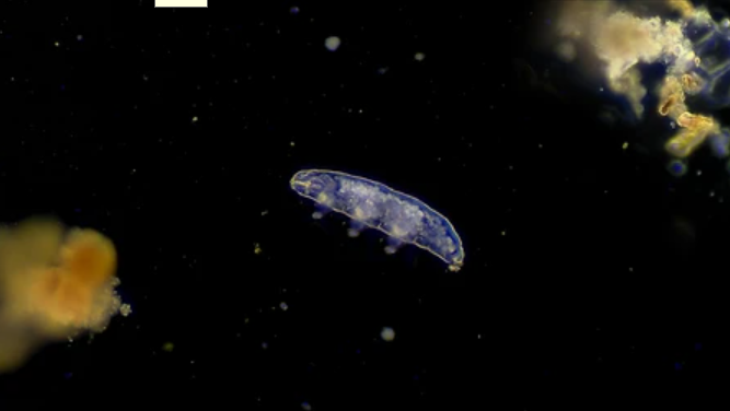 Tardigrades : The Invincible Microscopic Heroes: