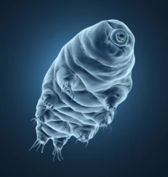 Tardigrades : The Invincible Microscopic Heroes: