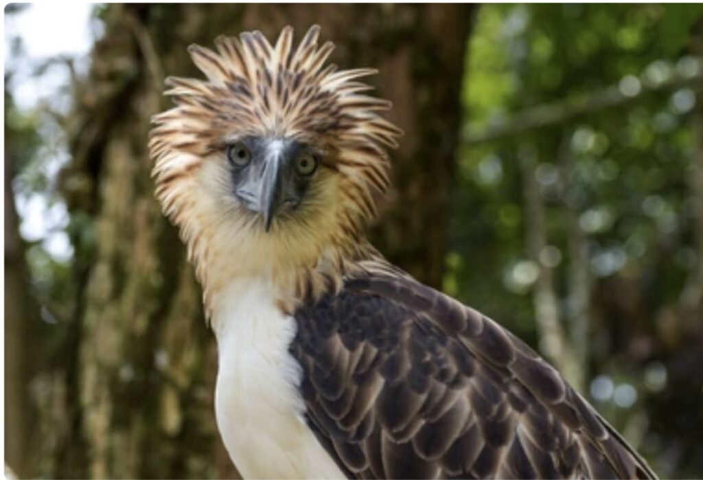 Endangered Birds and Their Conservation 