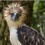 Endangered Birds and Their Conservation