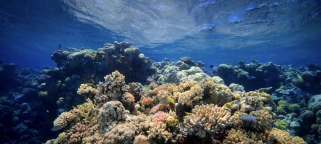 Biodiversity of Coral Reefs