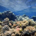 Biodiversity of Coral Reefs