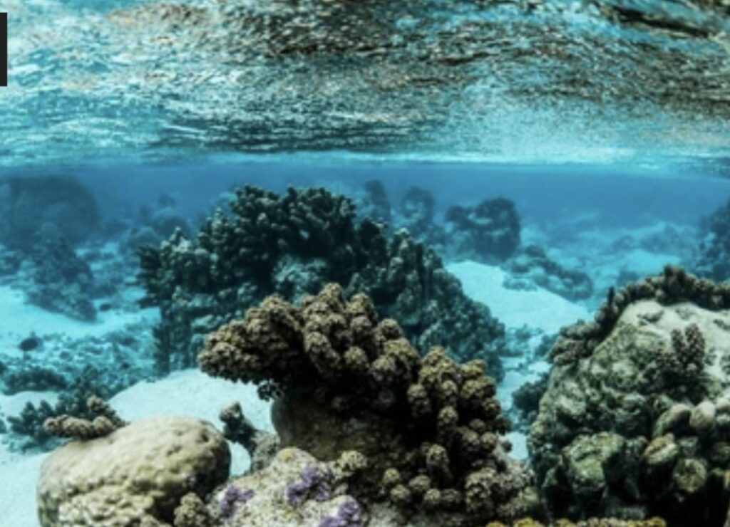 Biodiversity of Coral Reefs