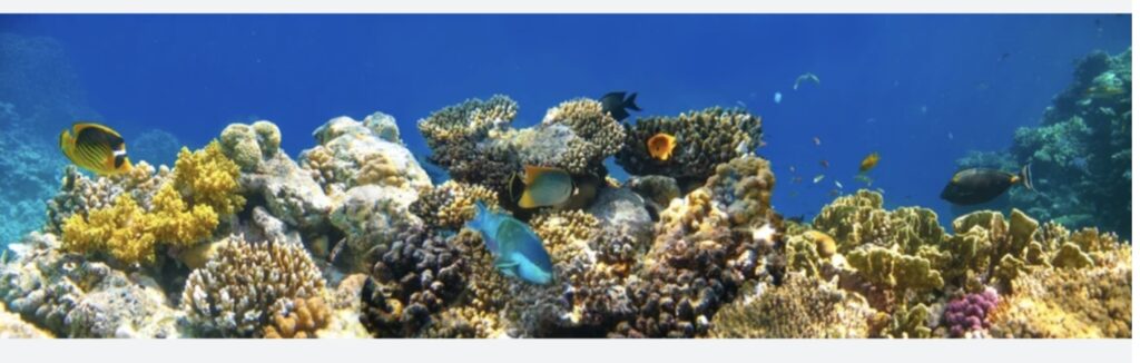 Biodiversity of Coral Reefs