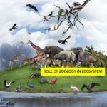 Role of Zoology in Ecosystem Conservation and Understanding