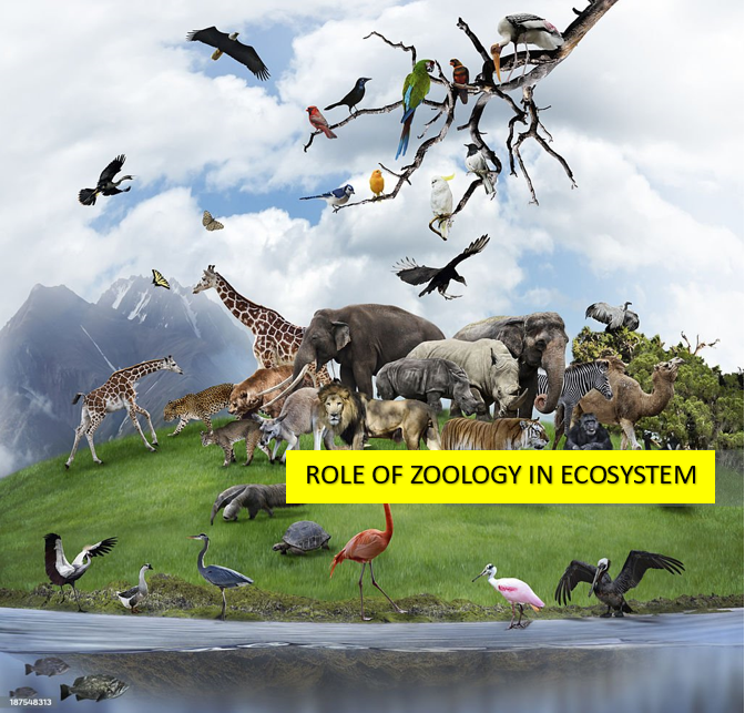 Role of Zoology in Ecosystem Conservation and Understanding