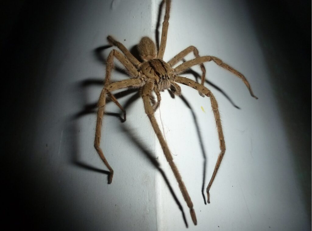 wolf spider