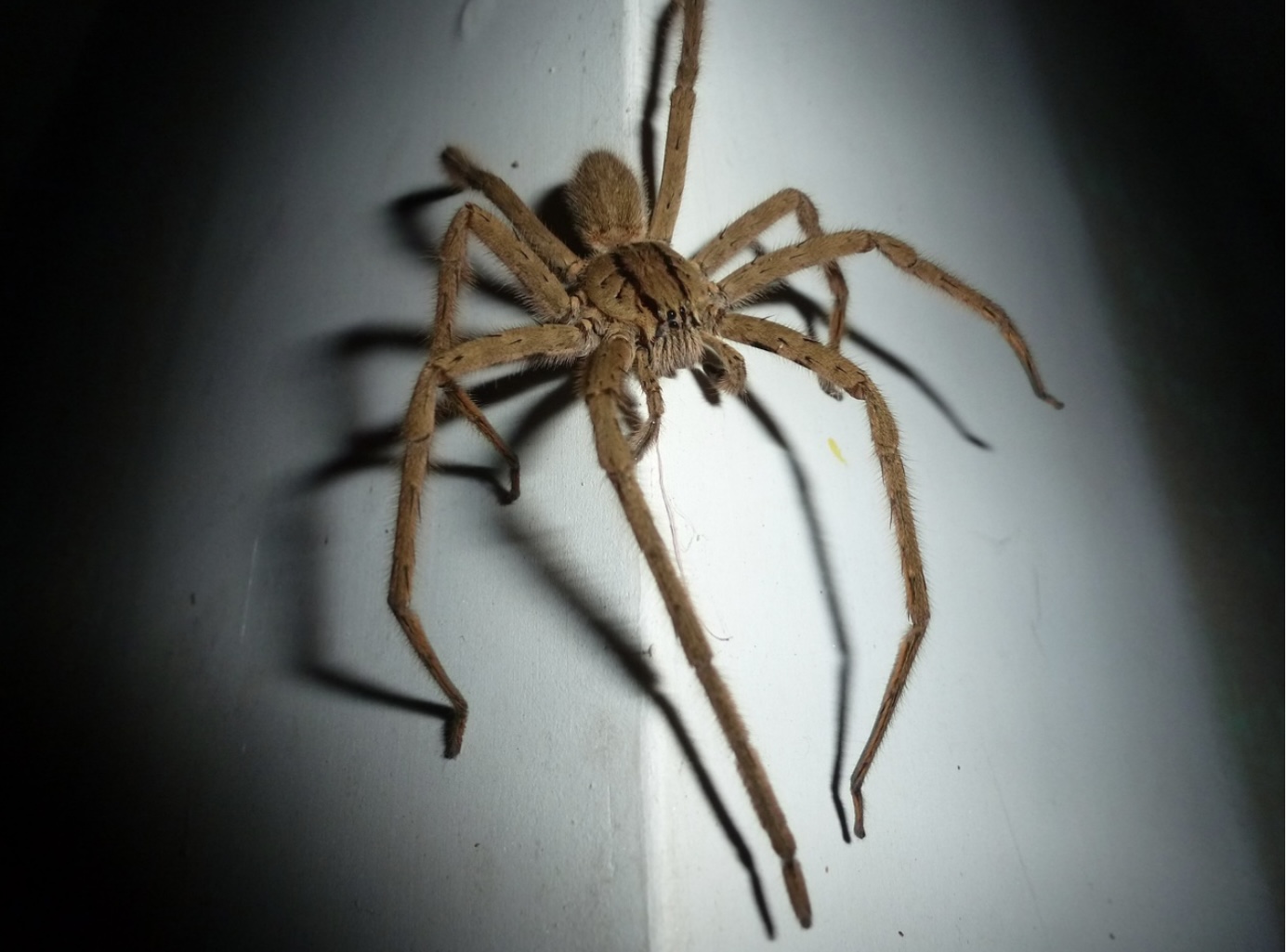 Read more about the article THE IMPORTANCE OF WOLF SPIDERS IN ECOSYSTEM