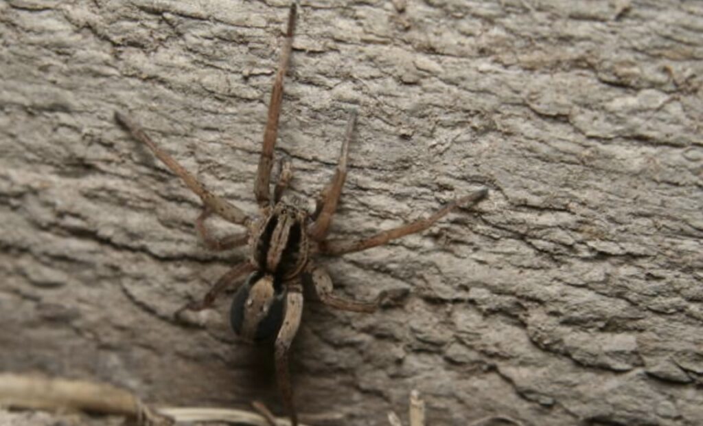 wolf spider