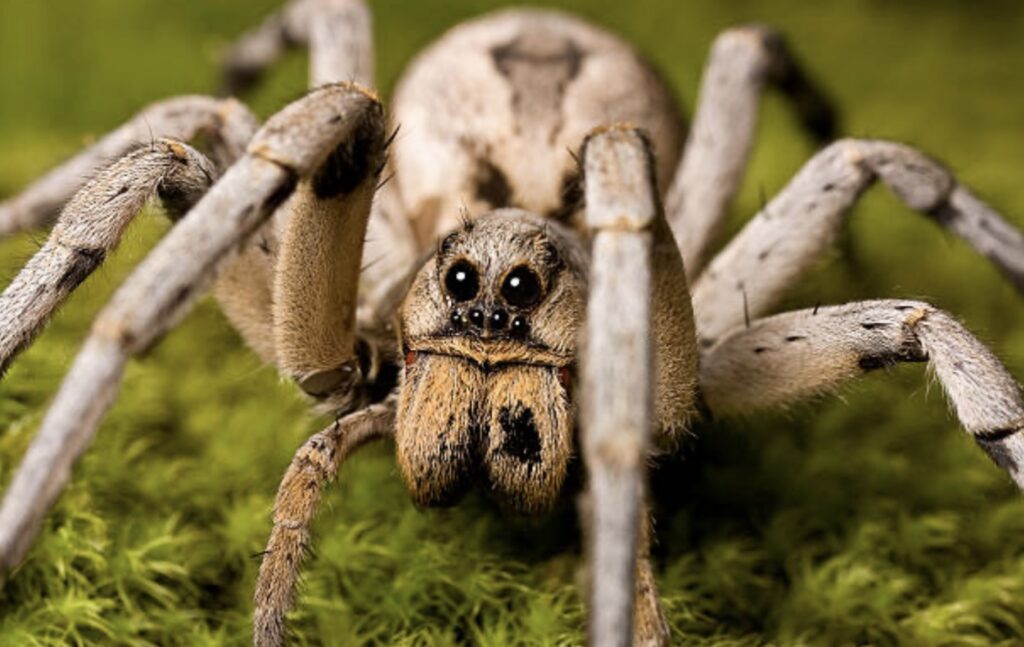 wolf spider