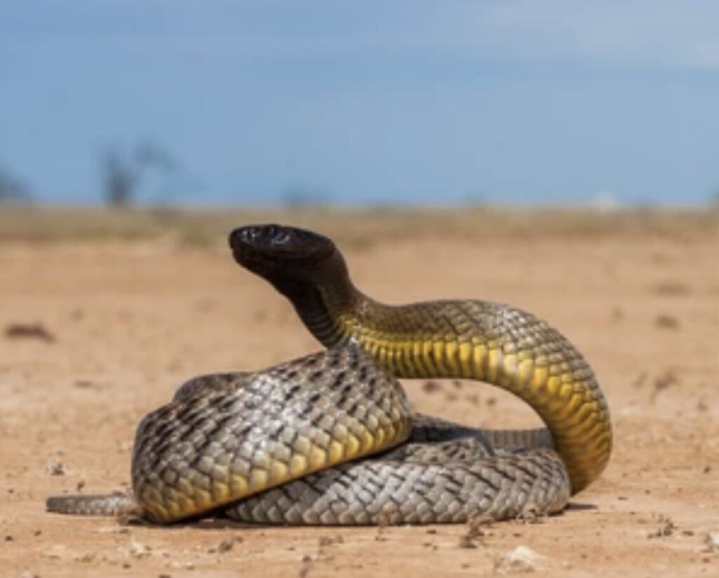 THE MOST VENOMOUS SNAKE IN THE WORLD