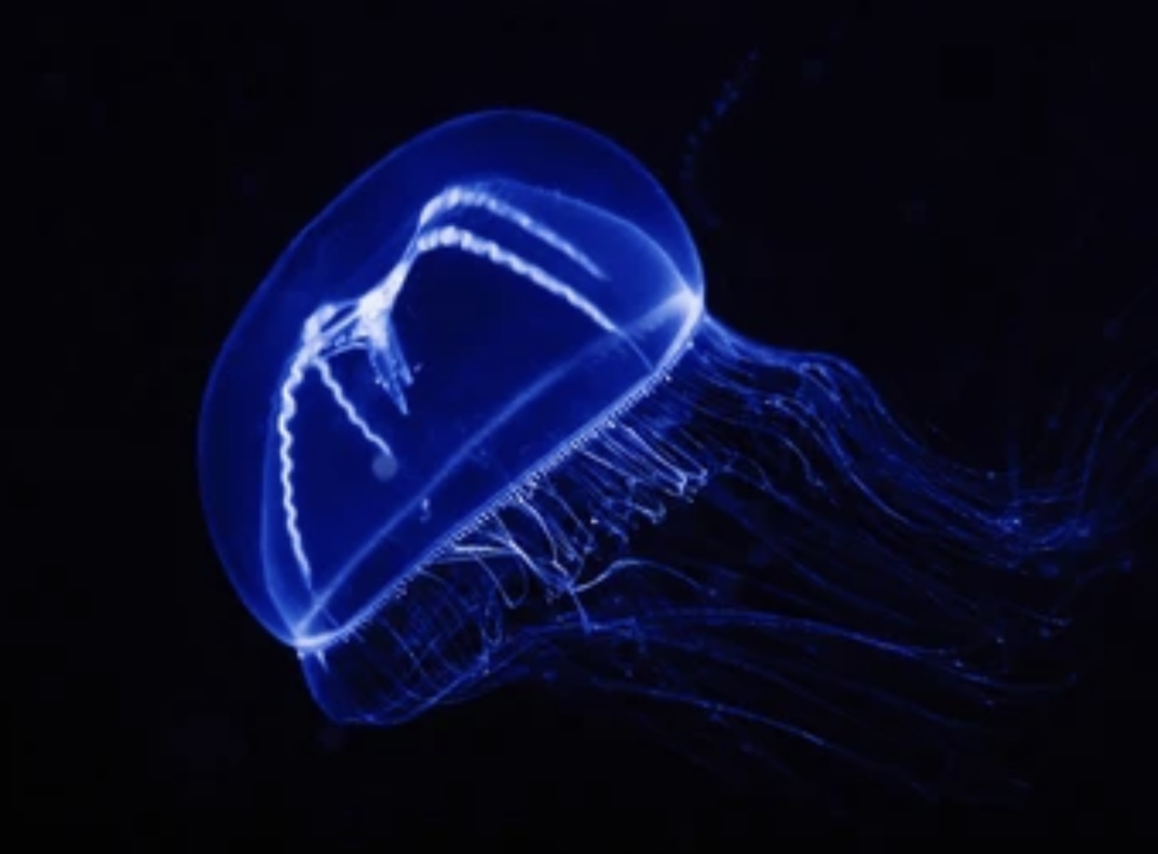 Read more about the article BIOLUMINESCENCE IN ANIMALS