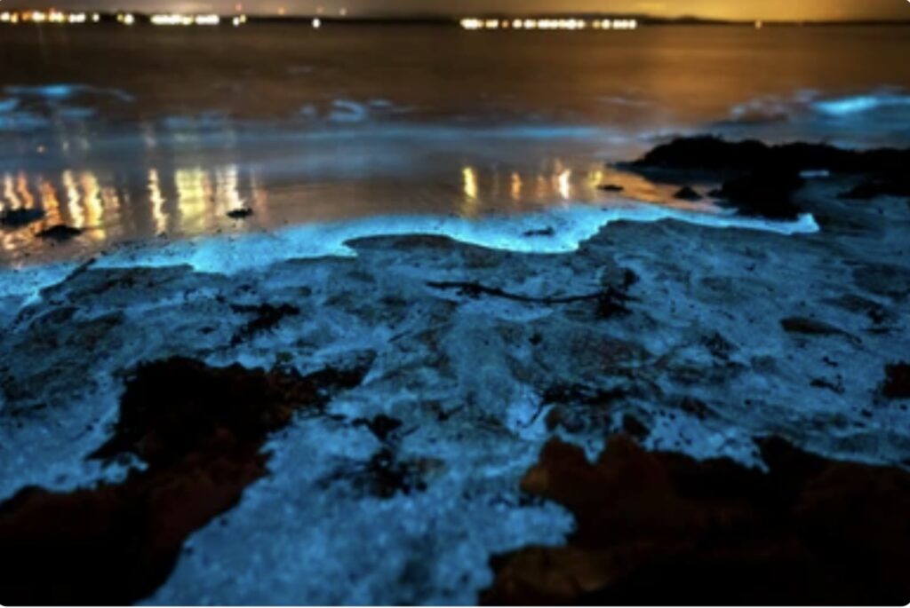 BIOLUMINESCENCE