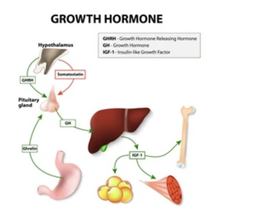 GROWTH HORMONE DEFICIENCY