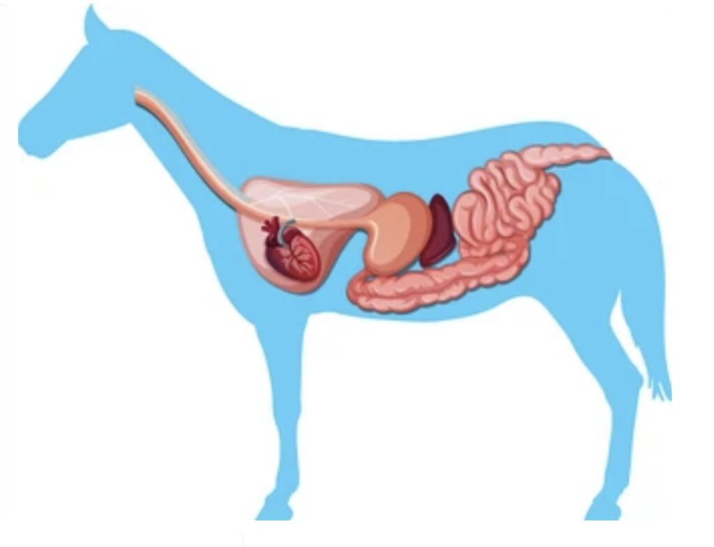 COMPARATIVE ANATOMY OF DIGESTIVE SYSTEMS IN VERTEBRATES