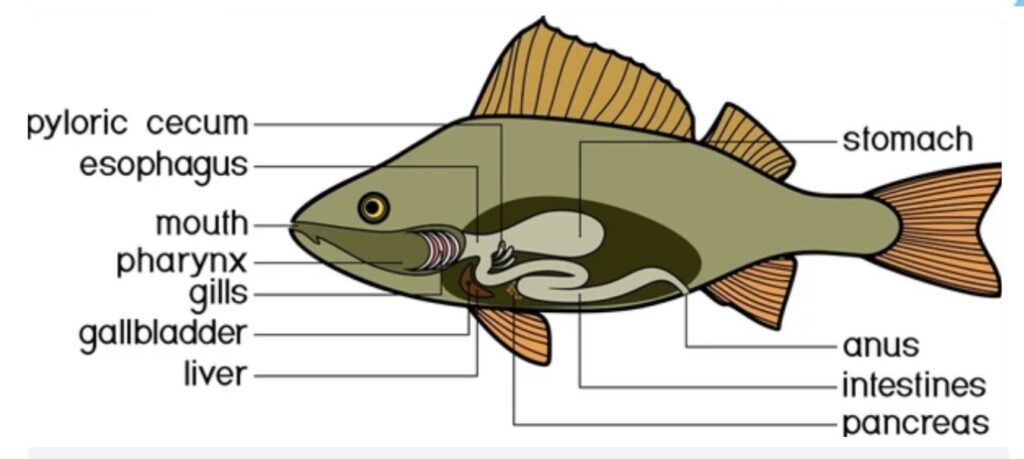 COMPARATIVE ANATOMY OF DIGESTIVE SYSTEMS IN VERTEBRATES 