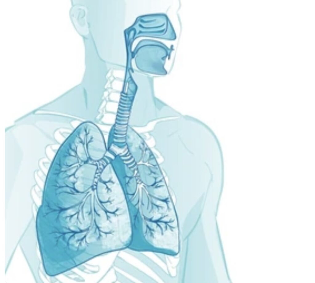 COMPARATIVE ANATOMY OF VERTEBRATE RESPIRATORY SYSTEMS