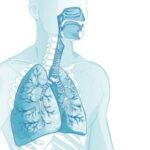 COMPARATIVE ANATOMY OF VERTEBRATE RESPIRATORY SYSTEMS