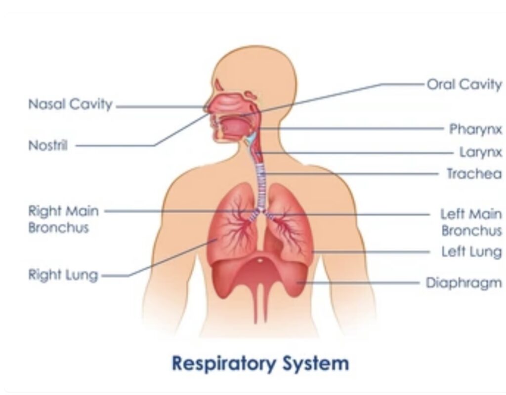 COMPARATIVE ANATOMY OF VERTEBRATE RESPIRATORY SYSTEMS