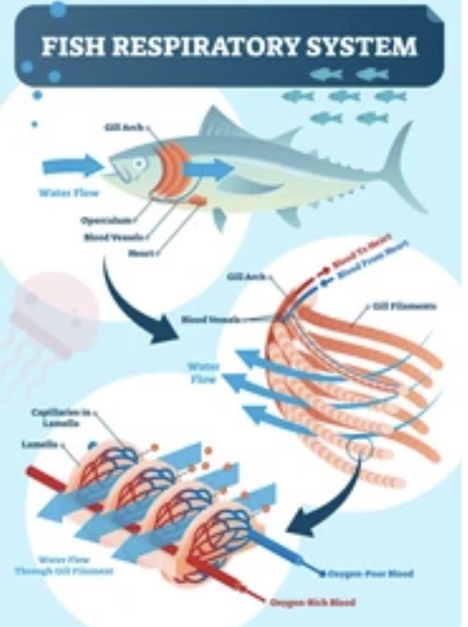 COMPARATIVE ANATOMY OF VERTEBRATE RESPIRATORY SYSTEMS