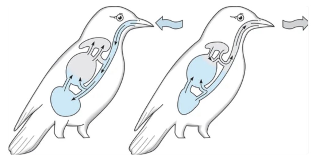 COMPARATIVE ANATOMY OF VERTEBRATE RESPIRATORY SYSTEMS