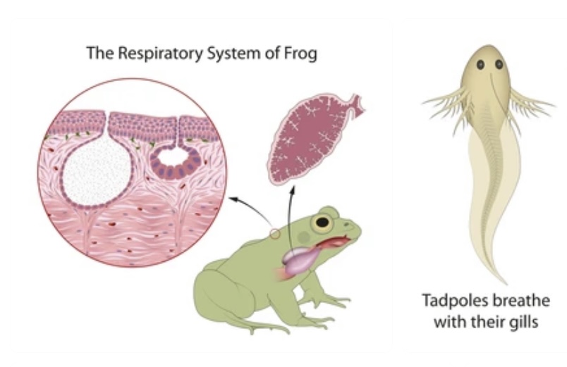 COMPARATIVE ANATOMY OF VERTEBRATE RESPIRATORY SYSTEMS