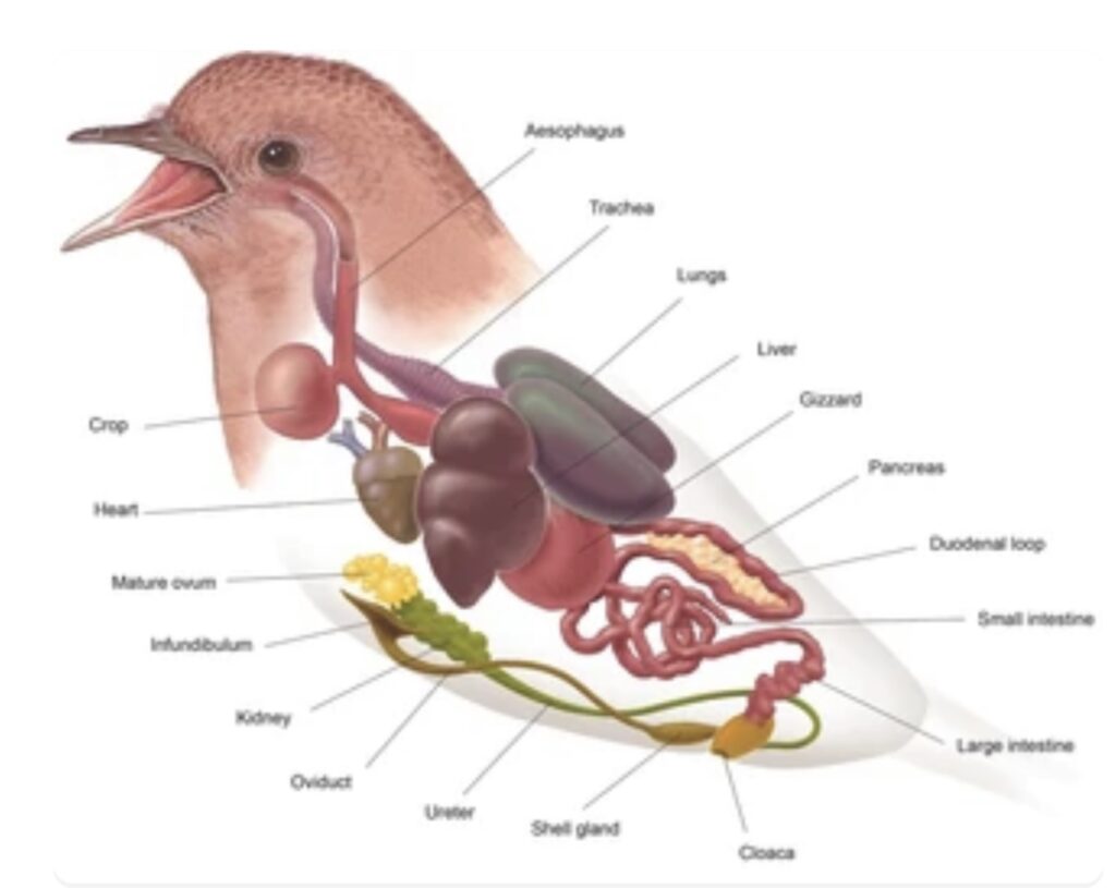 COMPARATIVE ANATOMY OF THE EXCRETORY SYSTEMS IN VERTEBRATES