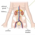 COMPARATIVE ANATOMY OF THE EXCRETORY SYSTEMS IN VERTEBRATES