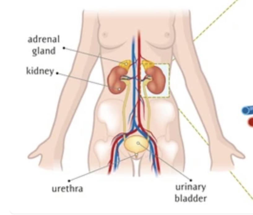 COMPARATIVE ANATOMY OF THE EXCRETORY SYSTEMS IN VERTEBRATES