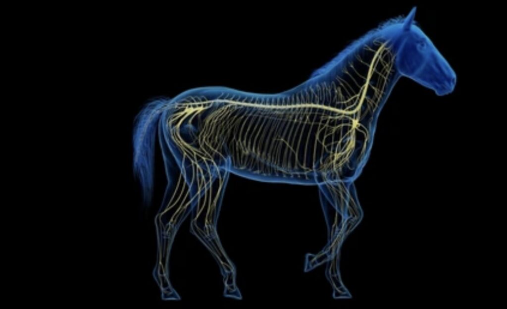 COMPARATIVE ANATOMY OF THE NERVOUS SYSTEM IN VERTEBRATES