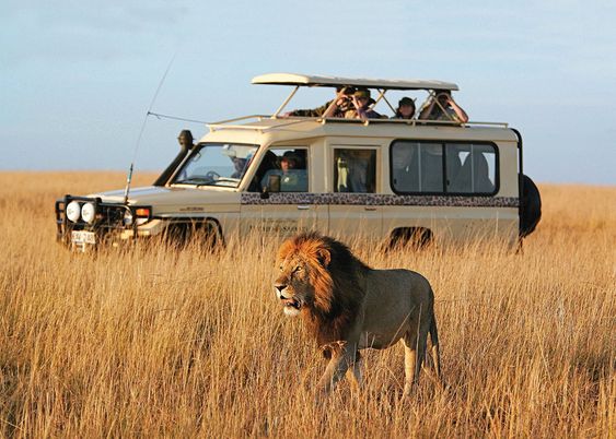 WHAT IS A WILDLIFE SAFARI AND THEIR IMPORTANCE