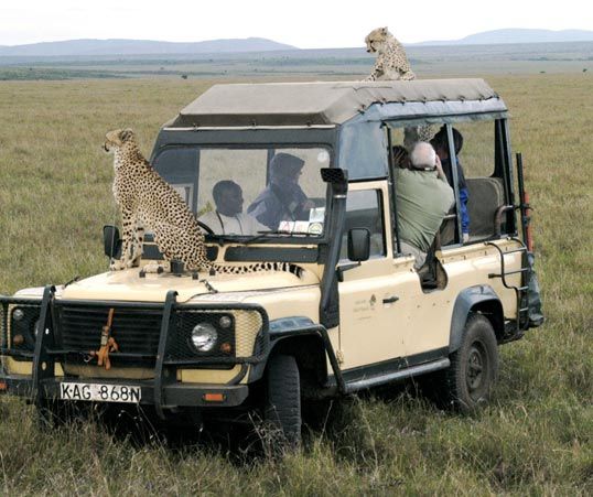 WHAT IS A WILDLIFE SAFARI AND THEIR IMPORTANCE