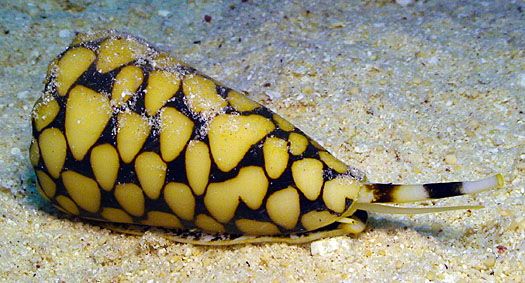 Top 10 Most Venomous Ocean Animals