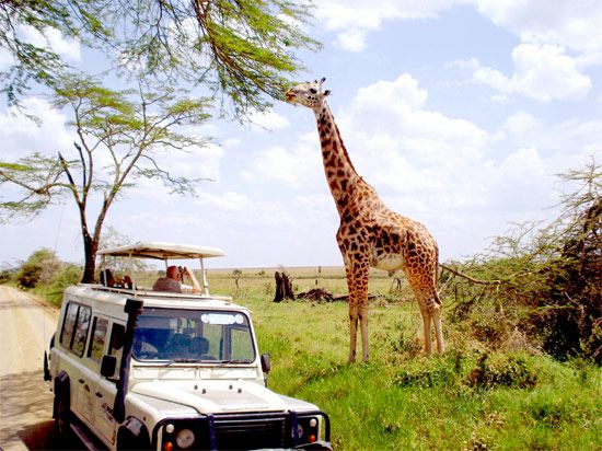 WHAT IS A WILDLIFE SAFARI AND THEIR IMPORTANCE