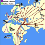 How do birds migrate across continents with such precision?