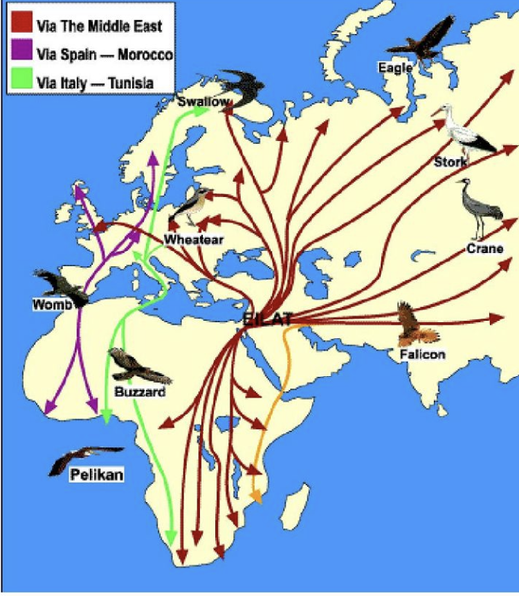 Read more about the article How do birds migrate across continents with such precision?