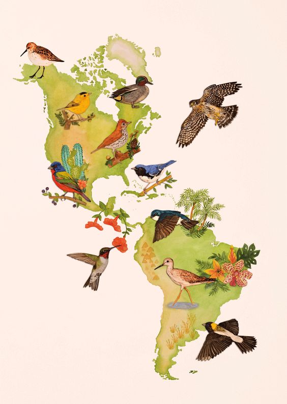 How do birds migrate across continents with such precision?