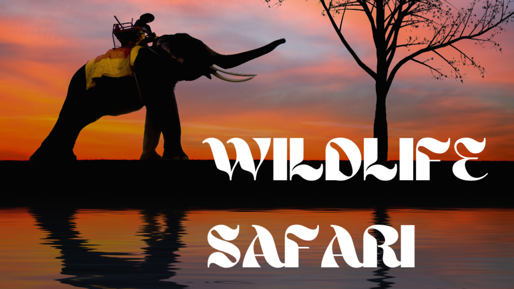 WHAT IS A WILDLIFE SAFARI AND THEIR IMPORTANCE 