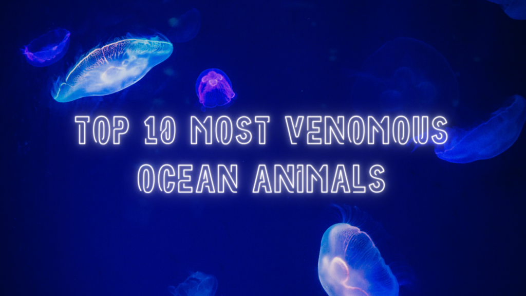 Top 10 Most Venomous Ocean Animals