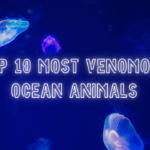 Top 10 Most Venomous Ocean Animals