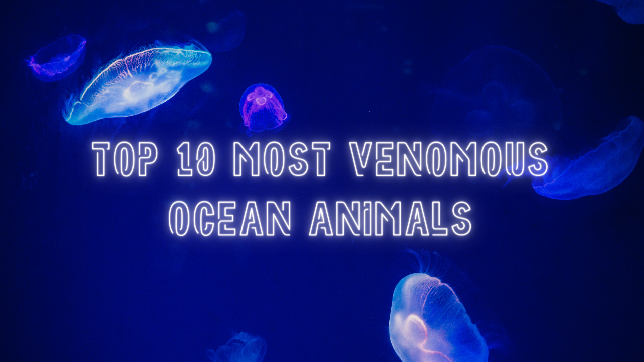 Read more about the article Top 10 Most Venomous Ocean Animals