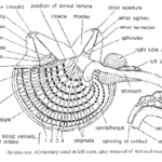 Digestive system of Herdmania