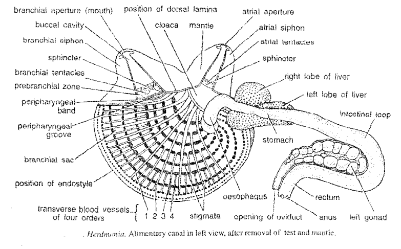 Digestive system of Herdmania