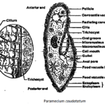 Study Of Paramecium