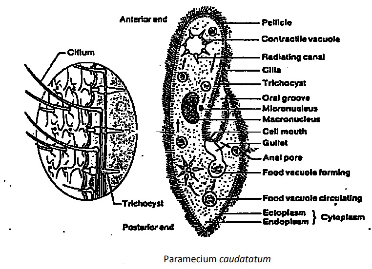 Read more about the article Study Of Paramecium