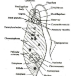 Study of Euglena